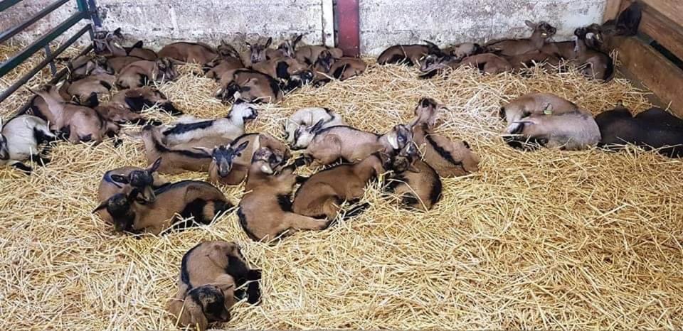 Chalet Spa Le Royal Nathalie Mn La Rouge La Bresse Dış mekan fotoğraf
